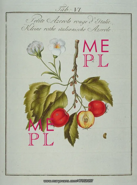 : Mespilus germanica, Neapolitan medlar : Mespilus germanica, Neapolitan medlar