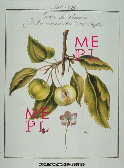 : Mespilus germanica, Neapolitan medlar : Mespilus germanica, Neapolitan medlar