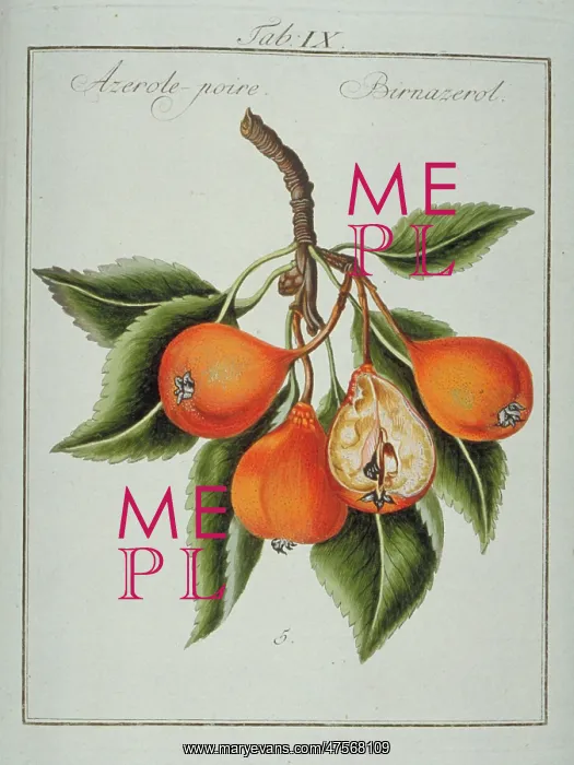 : Mespilus sp. azerole-pear : Mespilus sp. azerole-pear