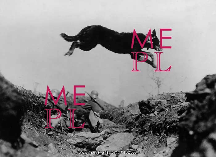 : Messenger dog in action in World War I, 1917 : Messenger dog in action in World War I, 1917
