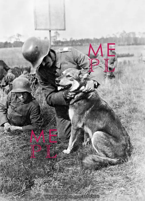 : Messenger dog in war service, 1917 : Messenger dog in war service, 1917