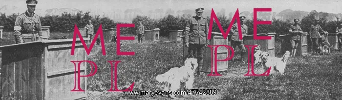 : Messenger dogs billeted behind the front line trenches : Messenger dogs billeted behind the front line trenches