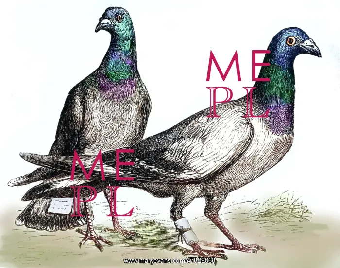 : Messenger Pigeons, 1873 : Messenger Pigeons, 1873
