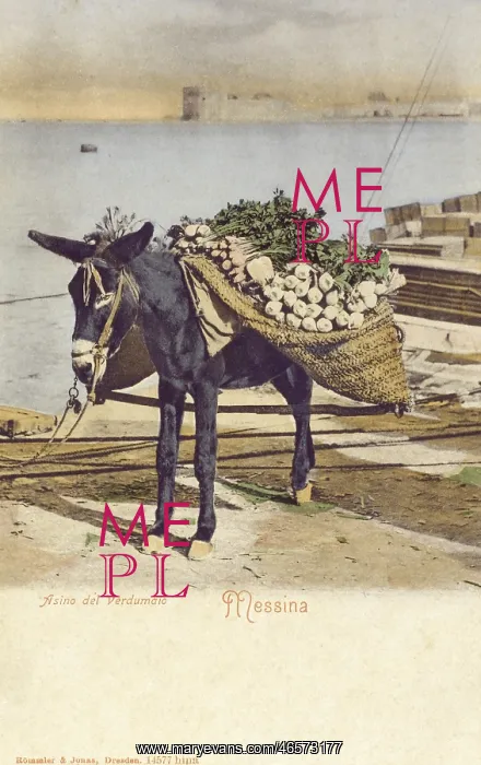 : Messina - Italy - A Donkey carrying turnips : Messina - Italy - A Donkey carrying turnips