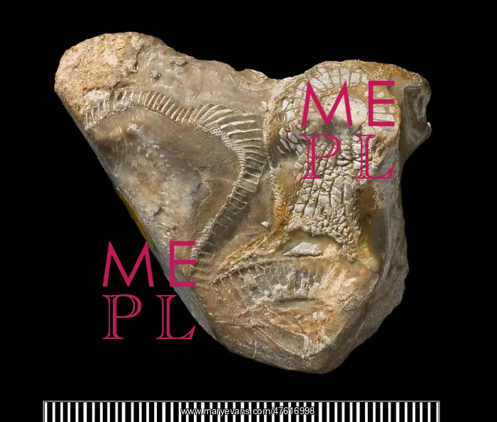 : Metaldetes : Metaldetes
