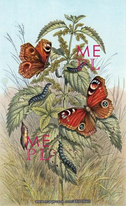 : Metamorphoses of the Peacock butterfly. The Peacock : Metamorphoses of the Peacock butterfly. The Peacock