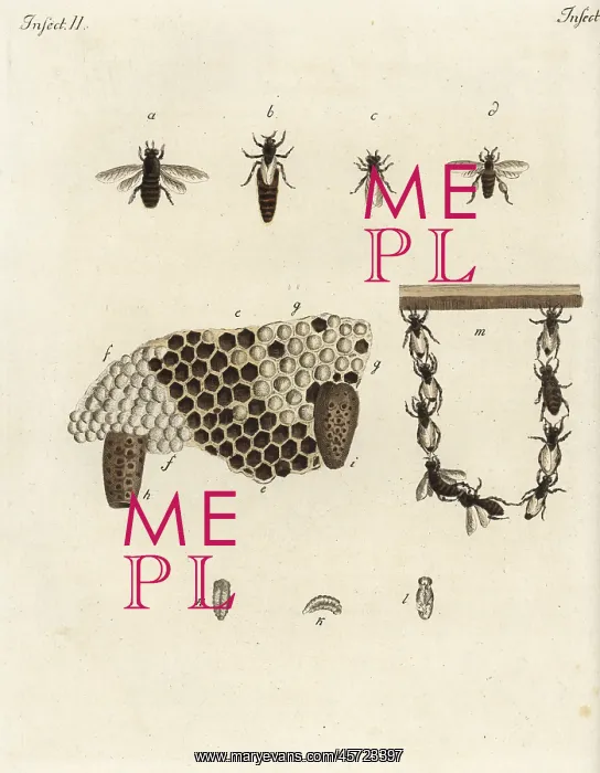 : Metamorphosis of honey bees, honeycomb, queens, drones : Metamorphosis of honey bees, honeycomb, queens, drones