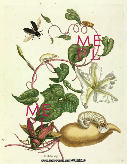 : Metamorphosis insectorum Surinamensium : Metamorphosis insectorum Surinamensium