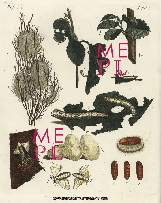 : Metamorphosis of a silkworm : Metamorphosis of a silkworm