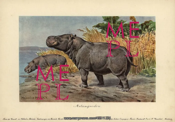 : Metamynodon, extinct genus of amynodont perissodactyls : Metamynodon, extinct genus of amynodont perissodactyls