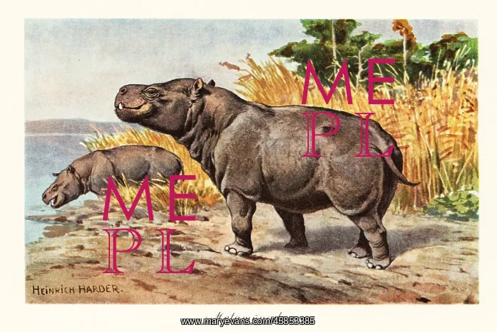 : Metamynodon, extinct genus of amynodont rhino : Metamynodon, extinct genus of amynodont rhino