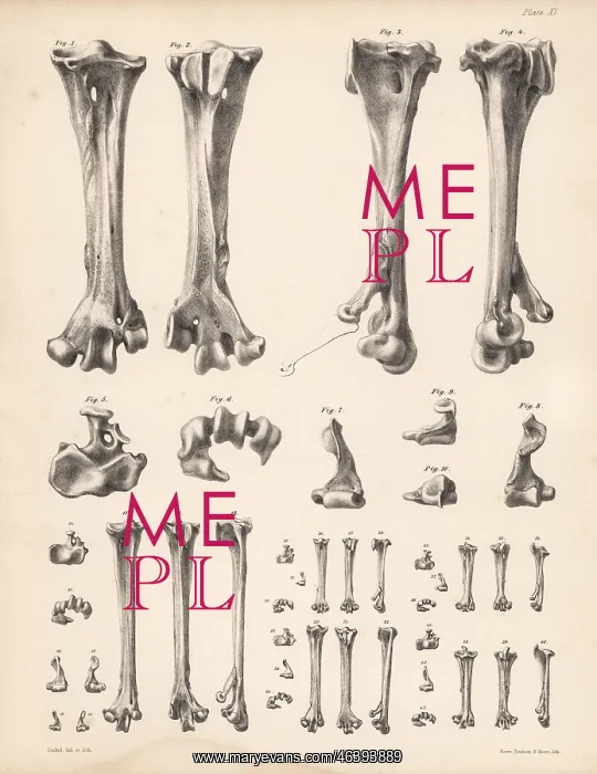 : Metatarsus bones of the dodo, crowned pigeon : Metatarsus bones of the dodo, crowned pigeon