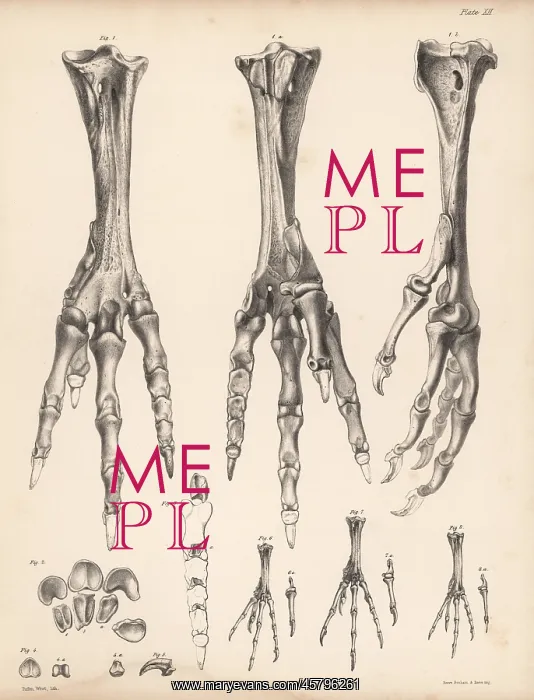 : Metatarsus and toes of the dodo and various pigeons : Metatarsus and toes of the dodo and various pigeons