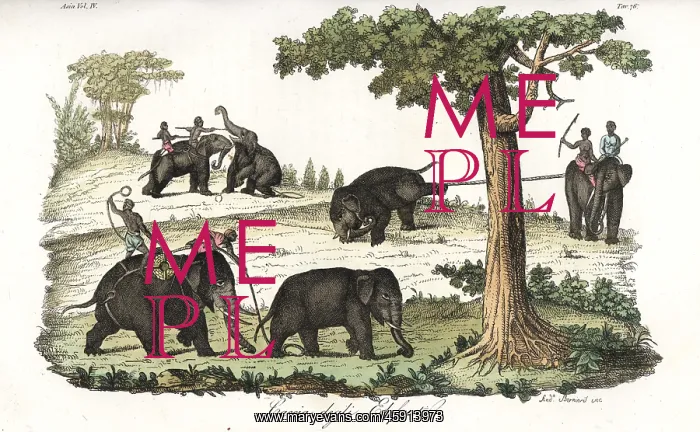 : Method of catching wild elephants using lassos in Burma : Method of catching wild elephants using lassos in Burma