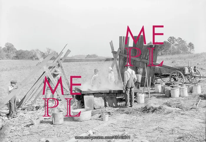 : Method of making molasses on a farm, 1933 : Method of making molasses on a farm, 1933