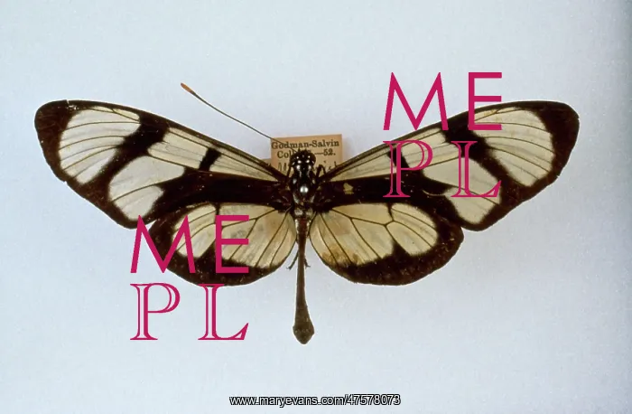 : Methona themisto, bates butterfly : Methona themisto, bates butterfly