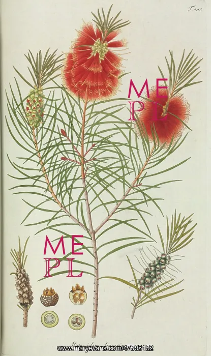 : Metrosideros linearis : Metrosideros linearis