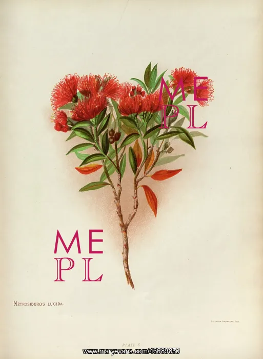 : Metrosideros Lucida or Southern Rata : Metrosideros Lucida or Southern Rata