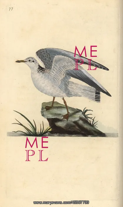 : Mew or winter gull, Larus canus : Mew or winter gull, Larus canus