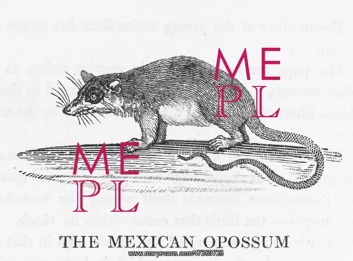 : MEX. OPOSSUM (BEWICK) : MEX. OPOSSUM (BEWICK)