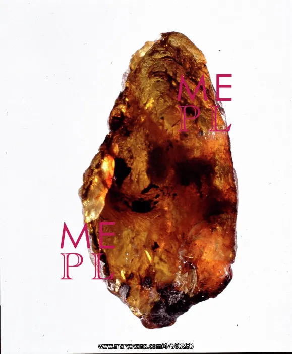 : Mexican amber : Mexican amber