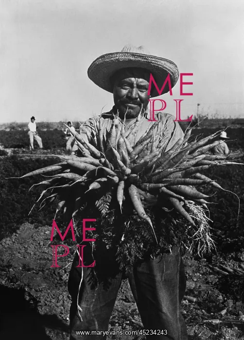 : Mexican-American carrot puller in Edinburg, ? : Mexican-American carrot puller in Edinburg, ?
