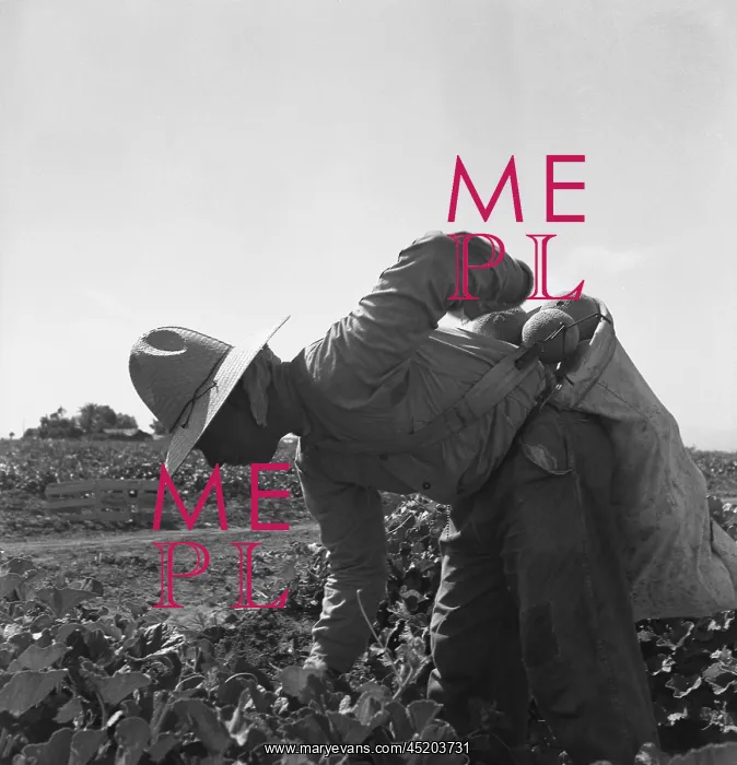  : Mexican-American farm laborer bent over ?