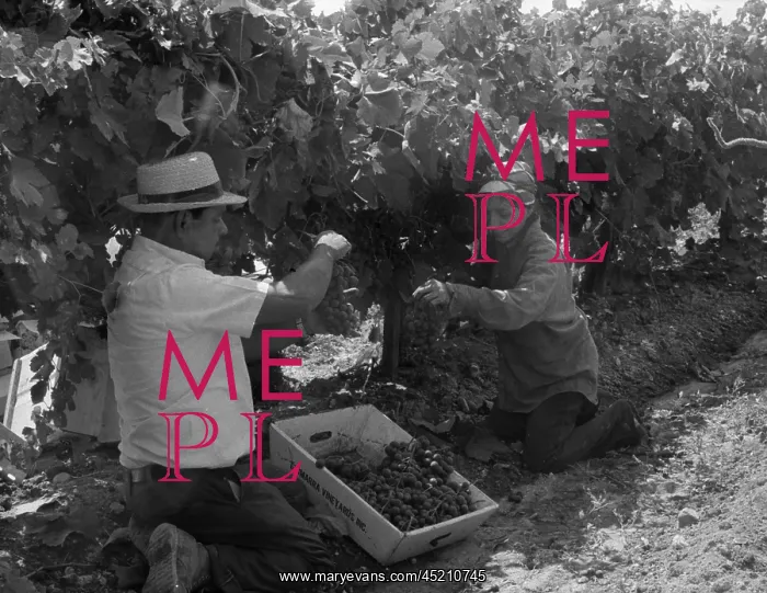 : Mexican American migrant laborers picking ? : Mexican American migrant laborers picking ?