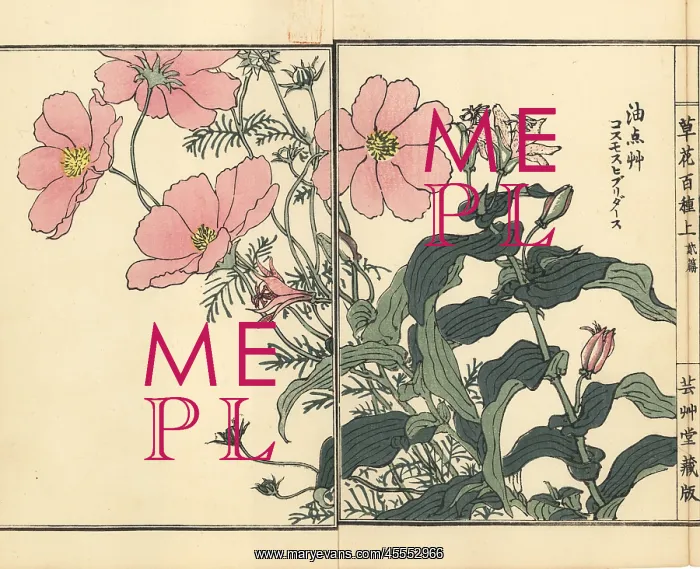 : Mexican aster, Cosmos bipinnatus, and toad : Mexican aster, Cosmos bipinnatus, and toad