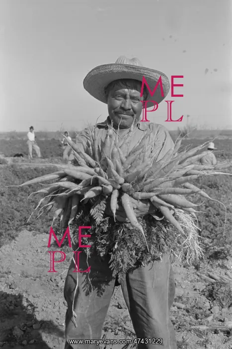 : Mexican carrot worker. Edinburg, Texas : Mexican carrot worker. Edinburg, Texas