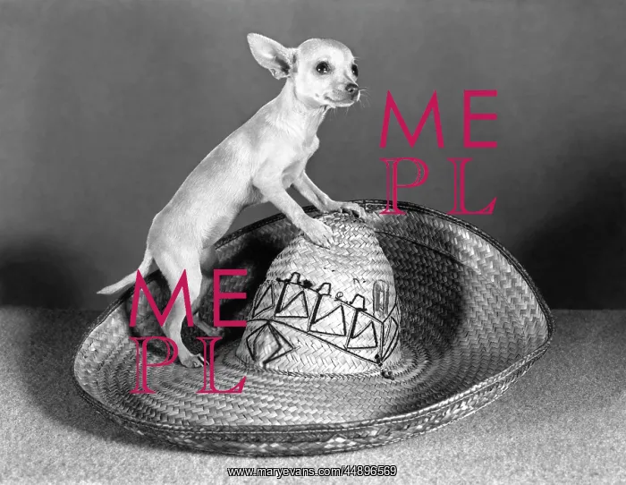 : MEXICAN CHIHUAHUA STANDING ON TOP OF A STRAW : MEXICAN CHIHUAHUA STANDING ON TOP OF A STRAW