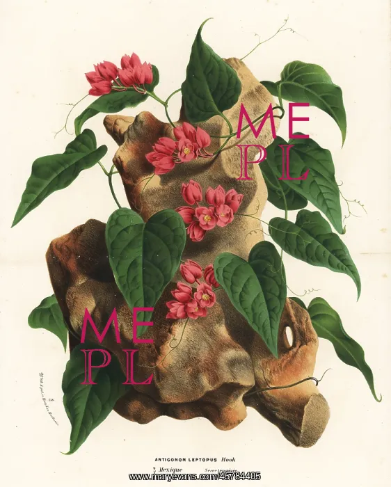 : Mexican creeper, Antigonon leptopus : Mexican creeper, Antigonon leptopus