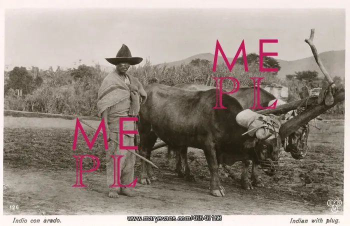  : Mexican farmer with his ox-pulled plough