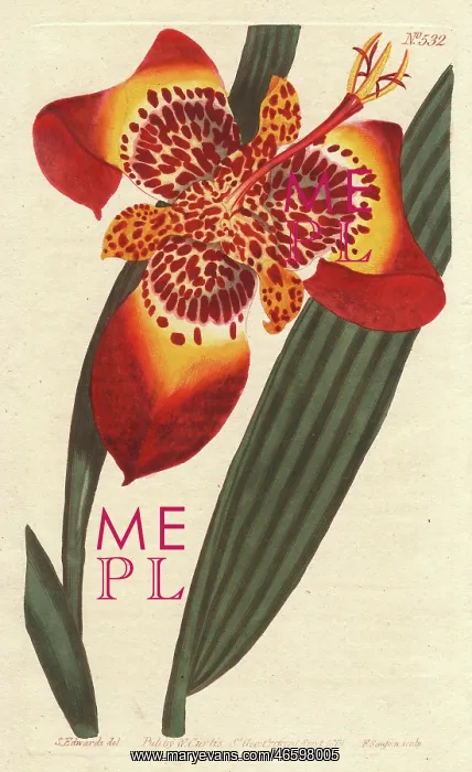 : Mexican Ferraria iris, Peacock Flower, Tiger : Mexican Ferraria iris, Peacock Flower, Tiger