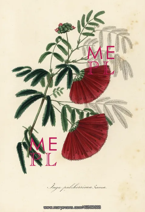 : Mexican flamebush, Inga pulcherrima : Mexican flamebush, Inga pulcherrima