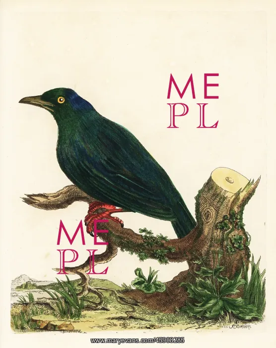 : Mexican grackle, Quiscalus mexicanus : Mexican grackle, Quiscalus mexicanus