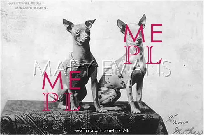  : MEXICAN HAIRLESS DOG