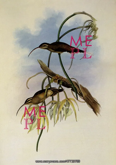 : Mexican Hermit, PhaEothornis Cephalus : Mexican Hermit, PhaEothornis Cephalus
