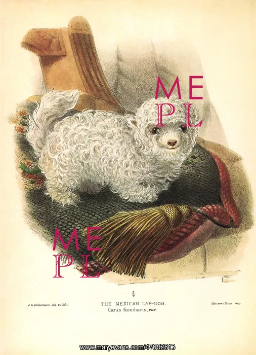  : Mexican Lap-dog