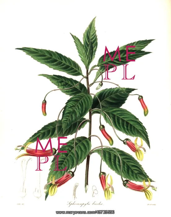 : Mexican lobelia, Lobelia laxiflora : Mexican lobelia, Lobelia laxiflora