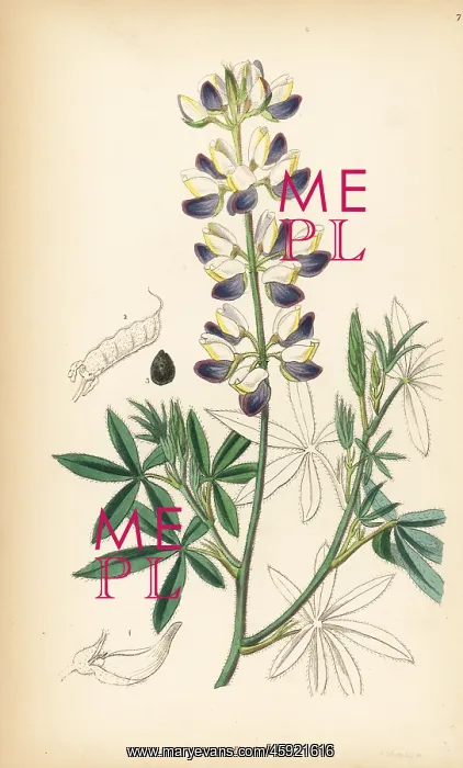 : Mexican lupin, Lupinus mexicanus : Mexican lupin, Lupinus mexicanus