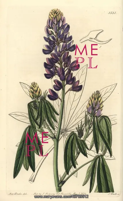 : Mexican lupine, Lupinus elegans : Mexican lupine, Lupinus elegans