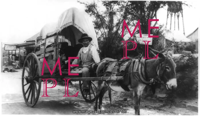 : Mexican man on a donkey cart emigrating ? : Mexican man on a donkey cart emigrating ?