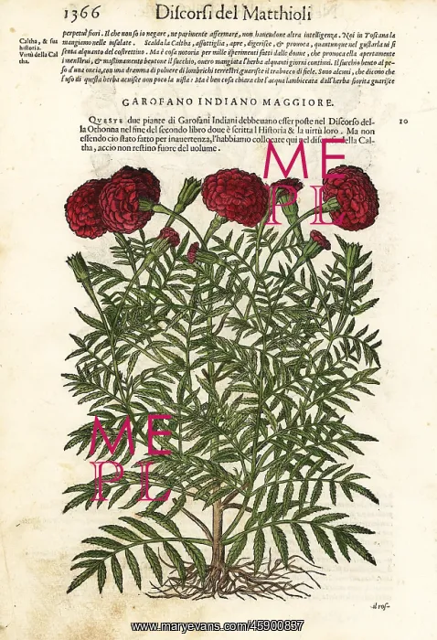 : Mexican marigold or Aztec marigold, Tagetes erecta : Mexican marigold or Aztec marigold, Tagetes erecta