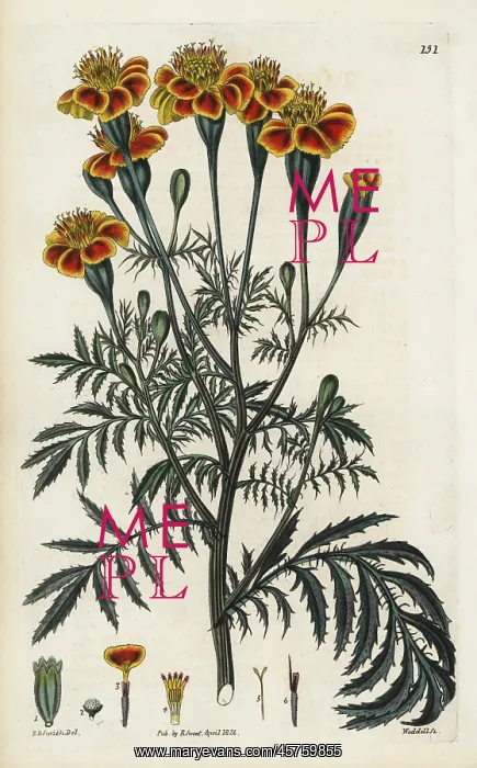 : Mexican marigold, Tagetes erecta : Mexican marigold, Tagetes erecta