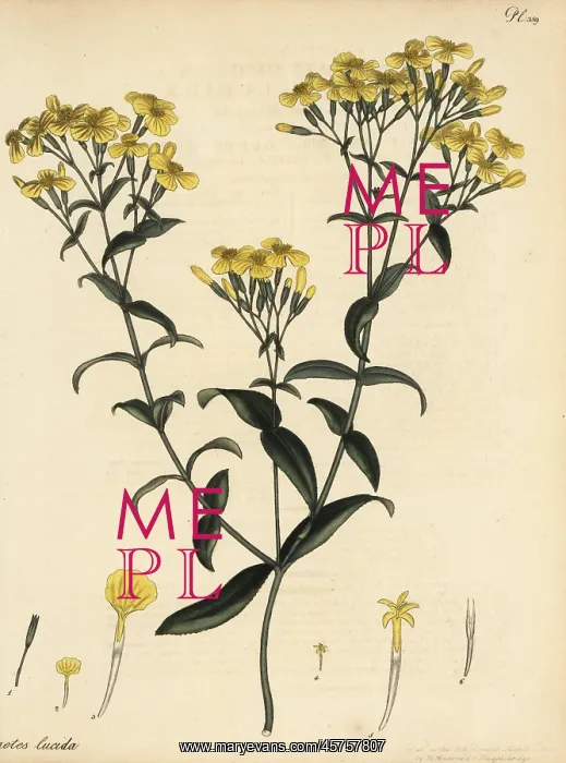 : Mexican marigold, Tagetes lucida : Mexican marigold, Tagetes lucida