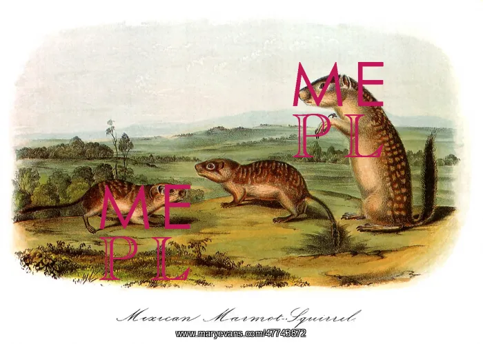  : Mexican Marmot Squirrel