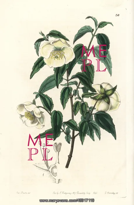: Mexican mock orange, Philadelphus mexicanus : Mexican mock orange, Philadelphus mexicanus