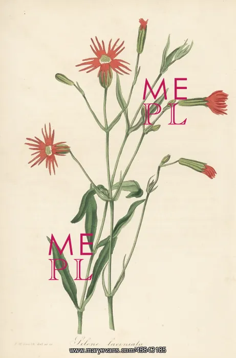 : Mexican pink, Silene laciniata : Mexican pink, Silene laciniata