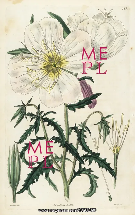  : Mexican primrose or handsome white oenothera